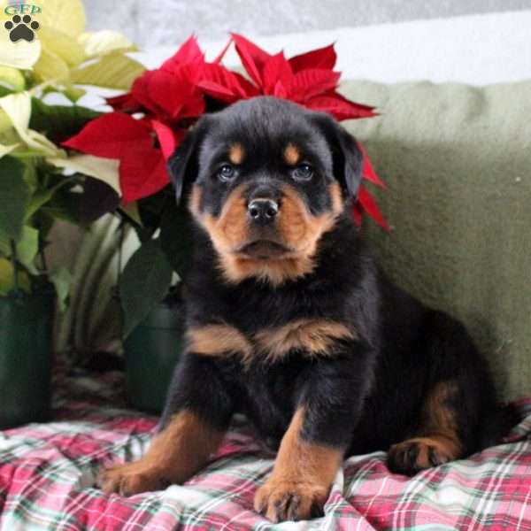 Hank, Rottweiler Puppy