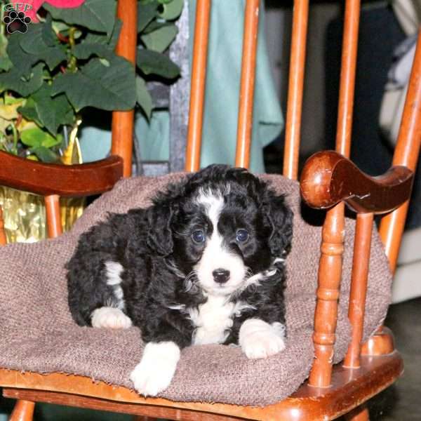 Hannah, Mini Aussiedoodle Puppy