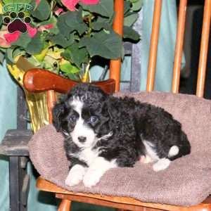 Hannah, Mini Aussiedoodle Puppy