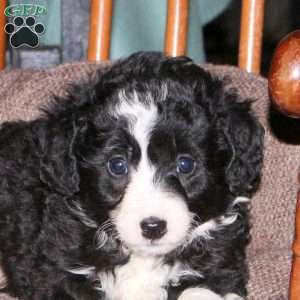 Hannah, Mini Aussiedoodle Puppy