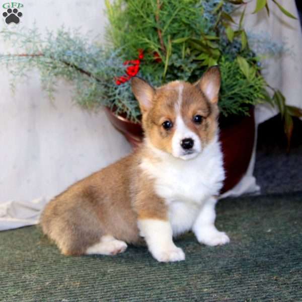 Hannah, Pembroke Welsh Corgi Puppy