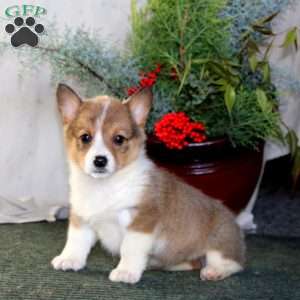 Hannah, Pembroke Welsh Corgi Puppy