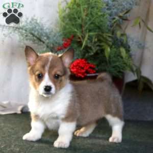 Hannah, Pembroke Welsh Corgi Puppy