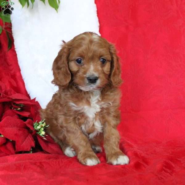 Happy, Cavapoo Puppy