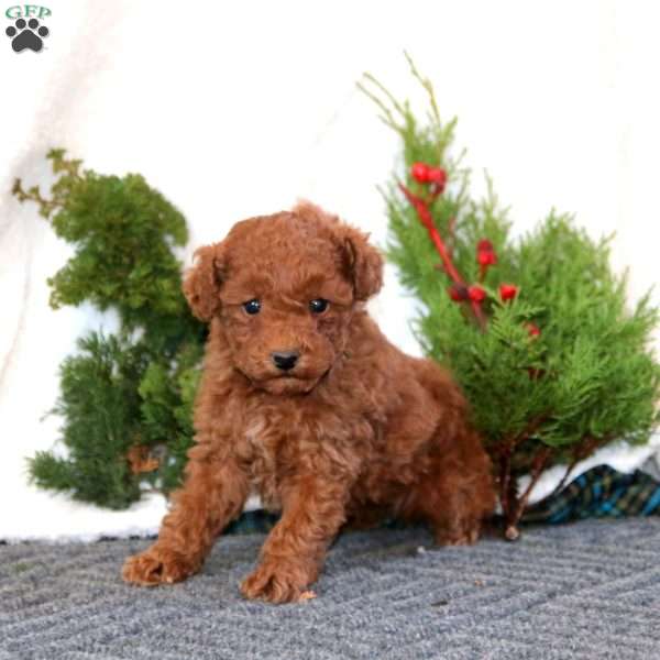 Happy, Miniature Poodle Puppy