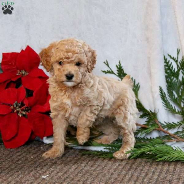 Happy, Cockapoo Puppy