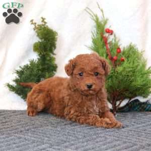 Happy, Miniature Poodle Puppy