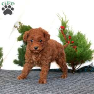 Happy, Miniature Poodle Puppy