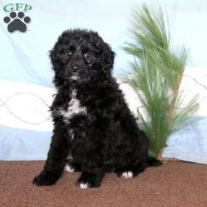 Miniature Poodle Mix Puppies For Sale | Greenfield Puppies