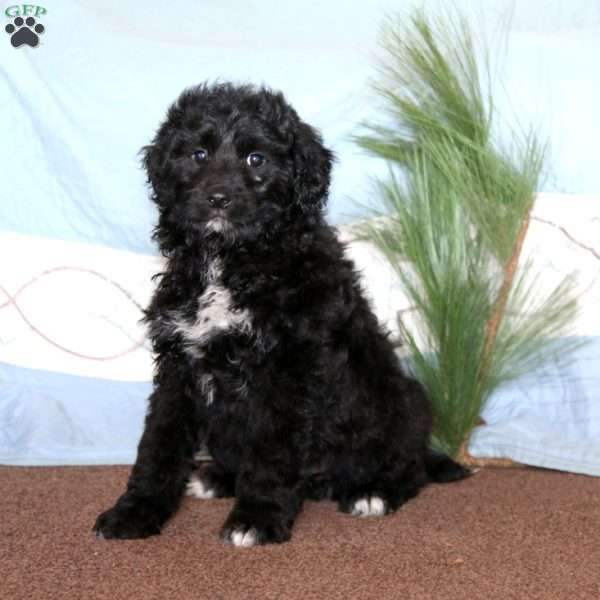 Happy, Miniature Poodle Mix Puppy