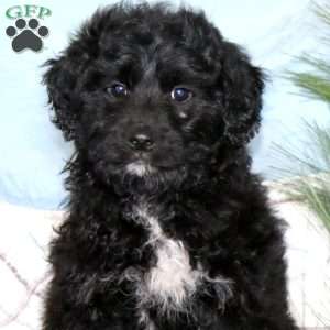 Happy, Miniature Poodle Mix Puppy