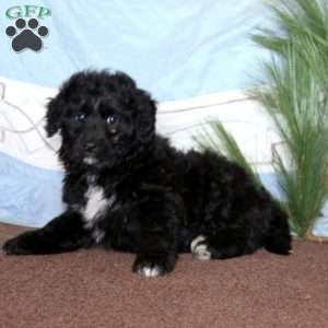 Happy, Miniature Poodle Mix Puppy