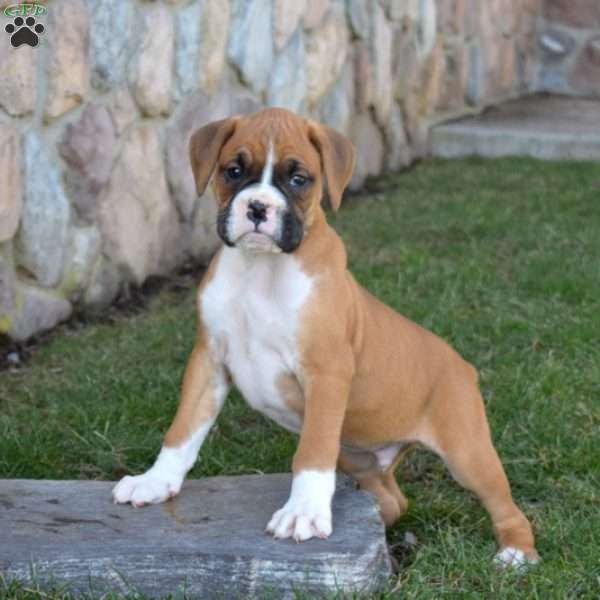 Harley, Boxer Puppy