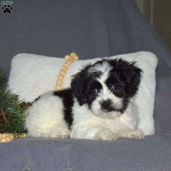 Harley, Cavachon Puppy