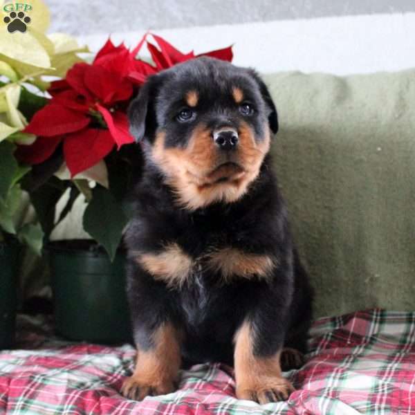 Harley, Rottweiler Puppy