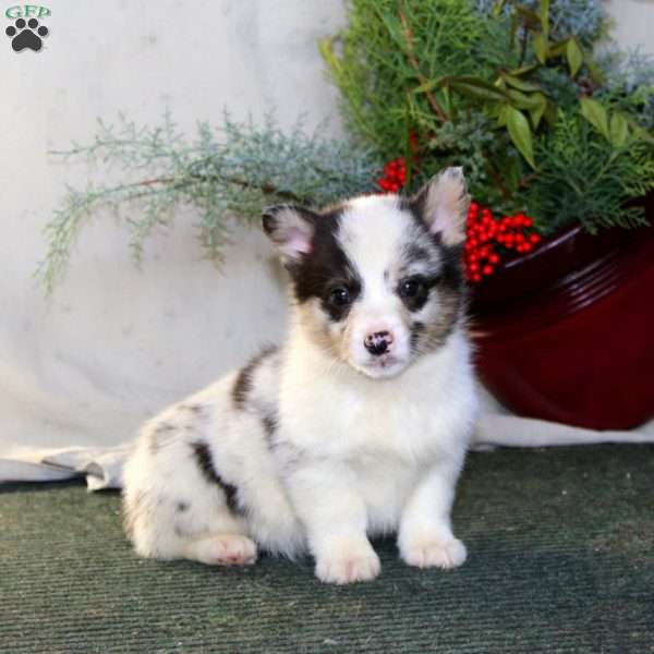 Harley, Pembroke Welsh Corgi Puppy