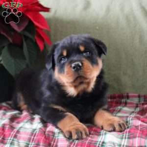 Harley, Rottweiler Puppy