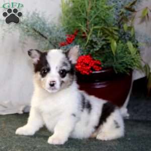 Harley, Pembroke Welsh Corgi Puppy