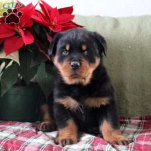 Harley, Rottweiler Puppy