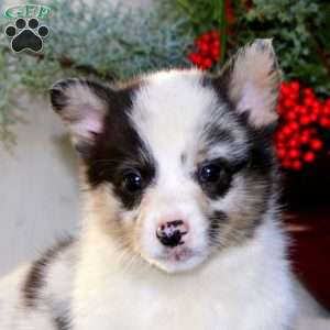 Harley, Pembroke Welsh Corgi Puppy