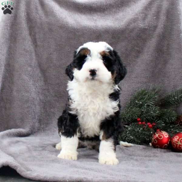 Harlow, Mini Bernedoodle Puppy