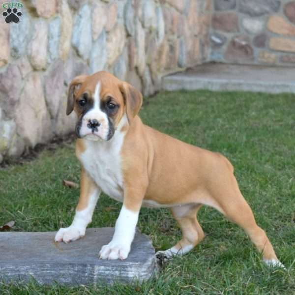 Harmony, Boxer Puppy