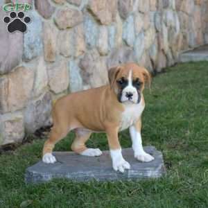 Harmony, Boxer Puppy