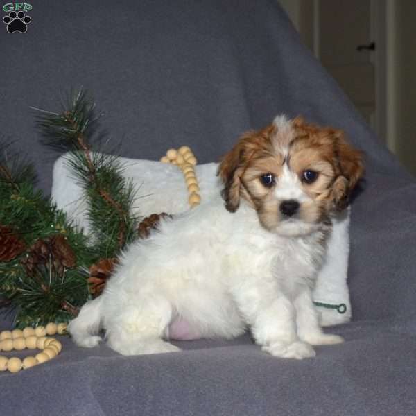 Harper, Cavachon Puppy