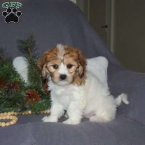 Harper, Cavachon Puppy