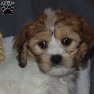 Harper, Cavachon Puppy