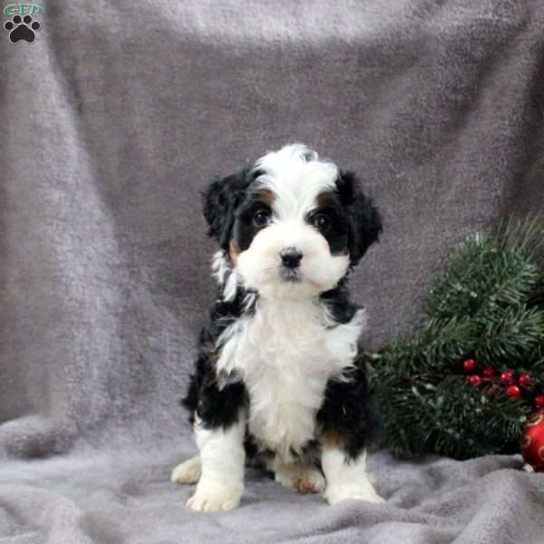 Harper, Mini Bernedoodle Puppy