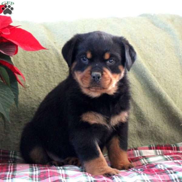 Harper, Rottweiler Puppy