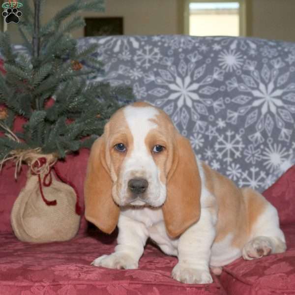 Harrison, Basset Hound Puppy