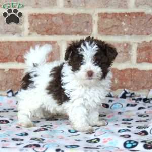 Harry, Toy Poodle Puppy