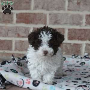 Harry, Toy Poodle Puppy