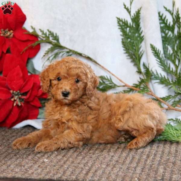 Haven, Cockapoo Puppy