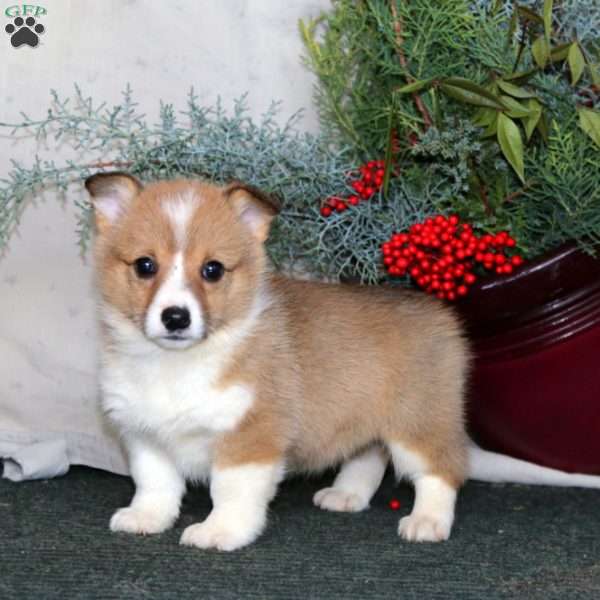 Haven, Pembroke Welsh Corgi Puppy