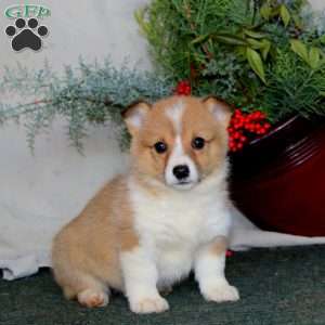 Haven, Pembroke Welsh Corgi Puppy