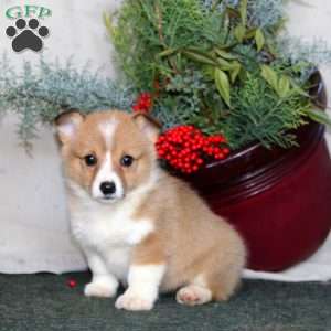 Haven, Pembroke Welsh Corgi Puppy