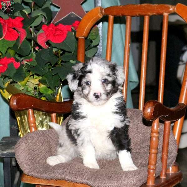 Hayes, Mini Aussiedoodle Puppy