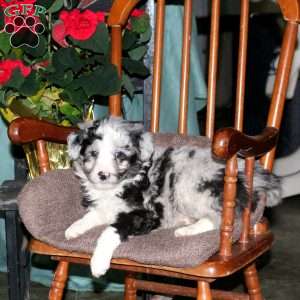 Hayes, Mini Aussiedoodle Puppy