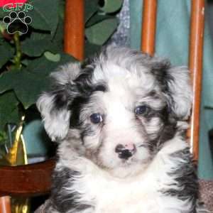 Hayes, Mini Aussiedoodle Puppy