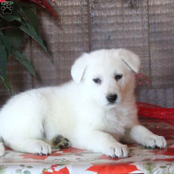 Hazel, German Shepherd Puppy