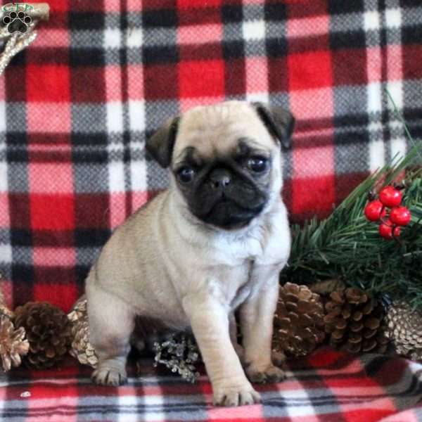 Hazel, Pug Puppy