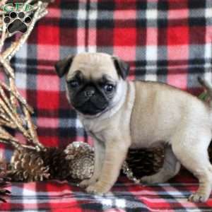 Hazel, Pug Puppy