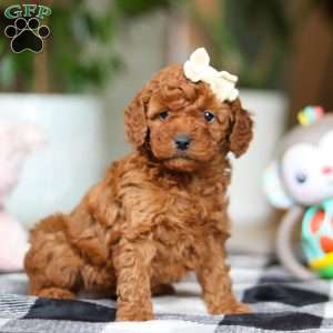 Heather, Miniature Poodle Puppy