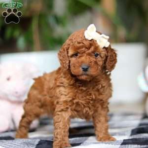 Heather, Miniature Poodle Puppy