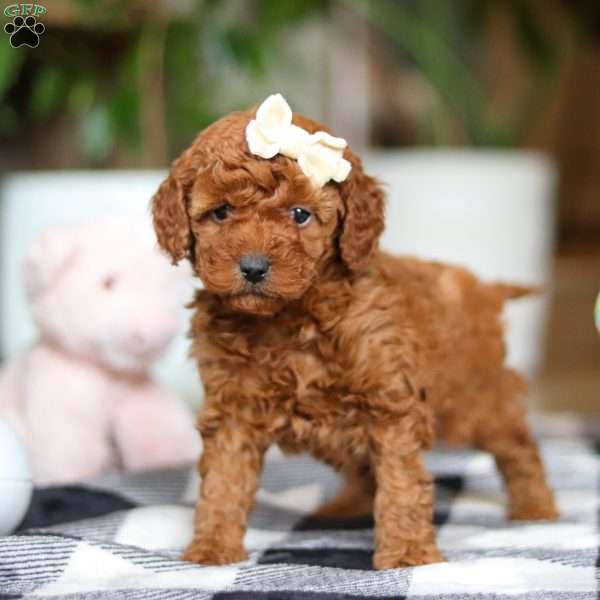 Heather, Miniature Poodle Puppy