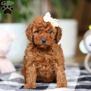 Heather, Miniature Poodle Puppy