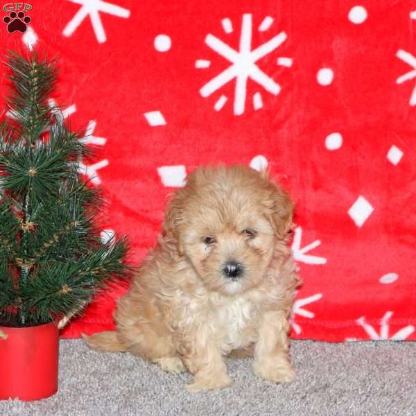 Heather, Maltipoo Puppy